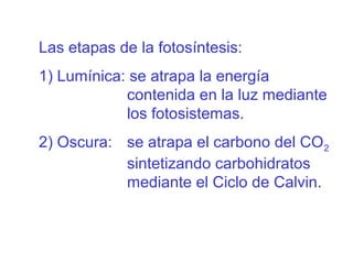 Las etapas de la fotosíntesis:
1) Lumínica: se atrapa la energía
contenida en la luz mediante
los fotosistemas.
2) Oscura: se atrapa el carbono del CO2
sintetizando carbohidratos
mediante el Ciclo de Calvin.

 