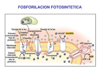 FOSFORILACION FOTOSINTETICA

 
