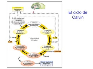 El ciclo de
Calvin

 