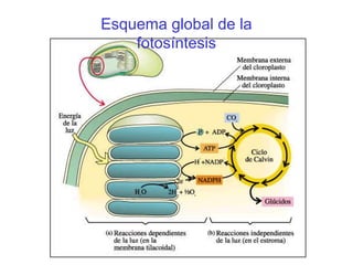 Esquema global de la
fotosíntesis

 