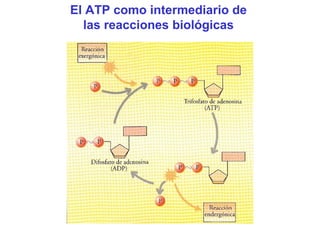 El ATP como intermediario de
las reacciones biológicas

 