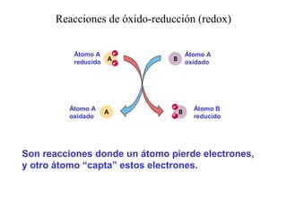 Reacciones de óxido-reducción (redox)
Átomo A
reducido

Átomo A
oxidado

Átomo A
oxidado

Átomo B
reducido

Son reacciones donde un átomo pierde electrones,
y otro átomo “capta” estos electrones.

 