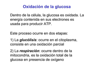 Oxidación de la glucosa
Dentro de la célula, la glucosa es oxidada. La
energía contenida en sus electrones es
usada para producir ATP.
Este proceso ocurre en dos etapas:
1) La glucólisis: ocurre en el citoplasma,
consiste en una oxidación parcial
2) La respiración: ocurre dentro de la
mitocondria, es la oxidación total de la
glucosa en presencia de oxígeno

 