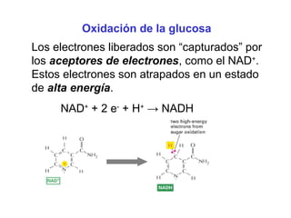 Oxidación de la glucosa
Los electrones liberados son “capturados” por
los aceptores de electrones, como el NAD+.
Estos electrones son atrapados en un estado
de alta energía.
NAD+ + 2 e- + H+ → NADH

 