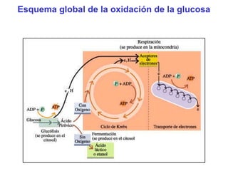 Esquema global de la oxidación de la glucosa

 