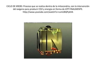 CICLO DE KREBS: Proceso que se realiza dentro de la mitocondria, con la intervención
del oxígeno para producir CO2 y energía en forma de ATP FINALMENTE.
http://www.youtube.com/watch?v=rumUBQPykHA

 