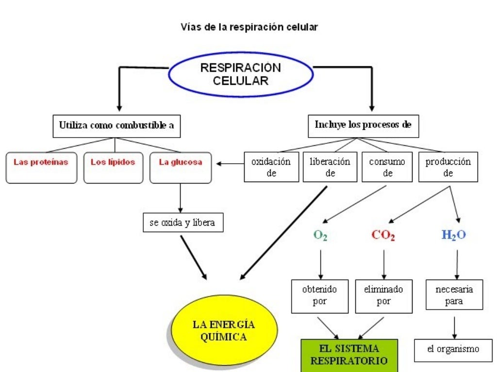 RESPIRACIÓN CELULAR AEROBICA