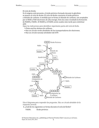 Nombre______________________________ Curso	
  __________________ Fecha	
  ______________
El	
  ciclo	
  de	
  Krebs
Si	
  el	
  oxígeno	
  está	
  presente,	
  el	
  ácido	
  pirúvico	
  formado	
  durante	
  la	
  glicólisis
se	
  mueve	
  al	
  ciclo	
  de	
  Krebs.	
  El	
  ciclo	
  de	
  Krebs	
  convierte	
  el	
  ácido	
  pirúvico
a	
  dióxido	
  de	
  carbono.	
  A	
  medida	
  que	
  se	
  forma	
  el	
  dióxido	
  de	
  carbono,	
  son	
  aceptados	
  
por	
  el	
  NAD	
  y	
  FAD	
  electrones	
  de	
  alta	
  energía.	
  Esto	
  da	
  como	
  resultado	
  la	
  formación	
  
de	
  NADH	
  y	
  FADH2.	
  El	
  NADH	
  y	
  el	
  FADH2	
  serán	
  usados	
  más	
  tarde	
  para	
  sintetizar	
  
ATP.
Sigue las indicaciones para identificar importantes partes del ciclo de Krebs.
•	
  Pinta	
  azul	
  los	
  átomos	
  de	
  carbono.
	
  	
  	
  	
  •	
  Haz	
  un	
  círculo	
  verde	
  alrededor	
  de	
  los	
  transportadores	
  de	
  electrones.
	
  	
  	
  	
  •	
  Haz	
  un	
  círculo	
  naranjo	
  alrededor	
  del	
  ATP.
Ácido	
  Pirúvico
C
C	
  	
  	
  	
  	
  	
  C	
  	
  	
  	
  	
  	
  C
NAD+
NADH
	
  	
  	
  	
  	
  Acetil-­‐CoA
	
  	
  	
  	
  	
  	
  	
  	
  	
  NADH
NAD+
FADH2
FAD
C	
  	
  	
  	
  	
  	
  C	
  	
  	
  	
  	
  	
  C	
  	
  	
  	
  	
  C
C
C	
  	
  	
  	
  	
  	
  C	
  	
  	
  	
  	
  	
  C	
  	
  	
  	
  	
  	
  C	
  	
  	
  	
  	
  C
C
C
Dióxido	
  de	
  
carbono
	
  	
  	
  	
  	
  	
  	
  	
  	
  CoA
Coenzima	
  A
CoA
Ácido	
  cítrico
C
	
  Compuesto	
  de	
  
4-­‐carbono
ADP
ATP
NADH NAD+
C
C	
  	
  	
  	
  	
  	
  C	
  	
  	
  	
  	
  	
  C	
  	
  	
  	
  	
  C	
  	
  	
  	
  	
  	
  C
Dióxido	
  de	
  Carbono
NAD+
NADH
	
  	
  	
  	
  	
  	
  	
  	
  	
  Compuesto	
  de	
  
	
  	
  	
  	
  	
  	
  	
  	
  	
  5	
  carbono
Dióxido	
  de	
  Carbono
Usa el diagrama para responder las preguntas. Haz un círculo alrededor de la
respuesta correcta.
1. ¿Cuál	
  de	
  los	
  siguientes	
  se	
  forma	
  durante	
  el	
  ciclo	
  de	
  Krebs?
FADH2 Ácido	
  pirúvico
©	
  Pearson	
  Education,	
  Inc.,	
  publishing	
  as	
  Pearson	
  Prentice	
  Hall.	
  Traducido	
  por	
  GAToledo,	
  
Depto.	
  De	
  ciencia,	
  SFC,	
  2014 1
 