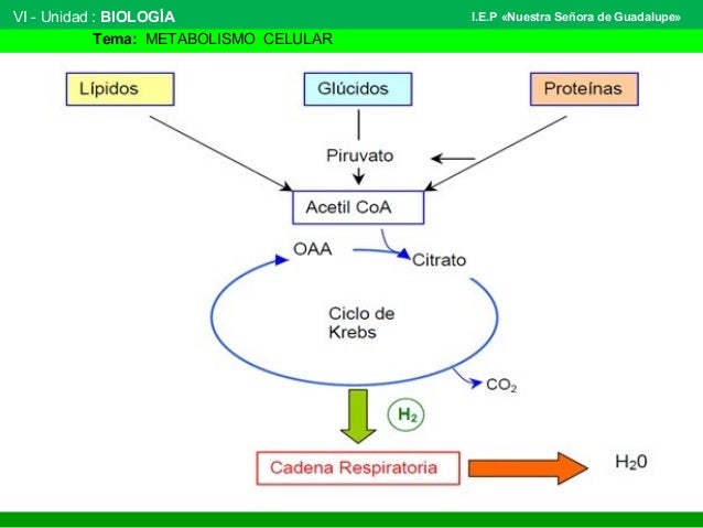 Ideas para ayudarle con Booster de metabolismo