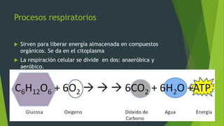 Procesos respiratorios 
 Sirven para liberar energía almacenada en compuestos 
orgánicos. Se da en el citoplasma 
 La respiración celular se divide en dos: anaeróbica y 
aeróbico. 
 