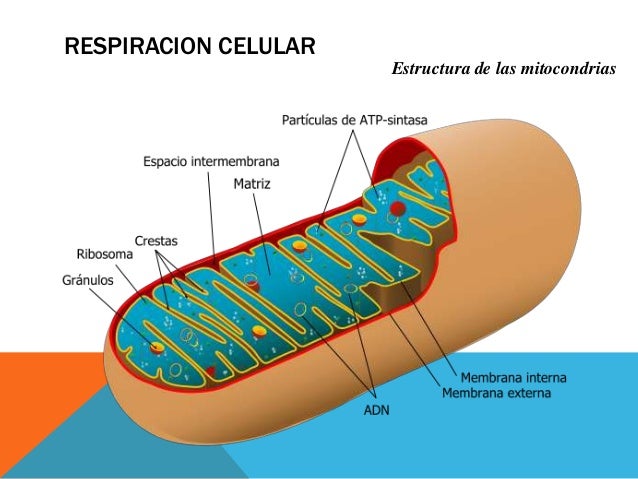 Respiración celular
