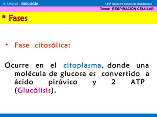 • Fase citosólica:
Ocurre en el citoplasma, donde una
molécula de glucosa es convertido a
ácido pirúvico y 2 ATP
(Glucólisis).
V- Unidad : BIOLOGÍA
Tema: RESPIRACIÓN CELULAR
I.E.P «Nuestra Señora de Guadalupe»
 