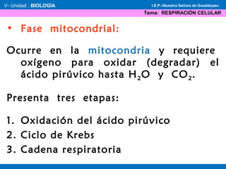 • Fase mitocondrial:
Ocurre en la mitocondria y requiere
oxígeno para oxidar (degradar) el
ácido pirúvico hasta H2O y CO2.
Presenta tres etapas:
1. Oxidación del ácido pirúvico
2. Ciclo de Krebs
3. Cadena respiratoria
V- Unidad : BIOLOGÍA
Tema: RESPIRACIÓN CELULAR
I.E.P «Nuestra Señora de Guadalupe»
 