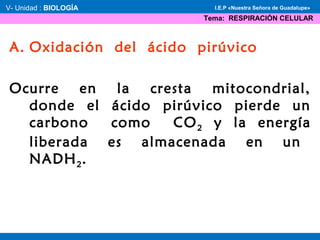 A. Oxidación del ácido pirúvico
Ocurre en la cresta mitocondrial,
donde el ácido pirúvico pierde un
carbono como CO2 y la energía
liberada es almacenada en un
NADH2.
V- Unidad : BIOLOGÍA
Tema: RESPIRACIÓN CELULAR
I.E.P «Nuestra Señora de Guadalupe»
 
