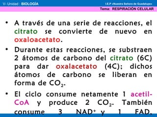 • A través de una serie de reacciones, el
citrato se convierte de nuevo en
oxaloacetato.
• Durante estas reacciones, se substraen
2 átomos de carbono del citrato (6C)
para dar oxalacetato (4C); dichos
átomos de carbono se liberan en
forma de CO2.
• El ciclo consume netamente 1 acetil-
CoA y produce 2 CO2. También
consume 3 NAD+
 y 1 FAD,
V- Unidad : BIOLOGÍA
Tema: RESPIRACIÓN CELULAR
I.E.P «Nuestra Señora de Guadalupe»
 