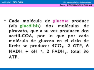 V- Unidad : BIOLOGÍA
Tema: RESPIRACIÓN CELULAR
I.E.P «Nuestra Señora de Guadalupe»
• Cada molécula de glucosa produce
(vía glucólisis) dos moléculas de
piruvato, que a su vez producen dos
acetil-COA, por lo que por cada
molécula de glucosa en el ciclo de
Krebs se produce: 4CO2, 2 GTP, 6
NADH + 6H +
, 2 FADH2; total 36
ATP.
 