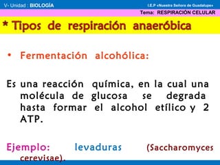 • Fermentación alcohólica:
Es una reacción química, en la cual una
molécula de glucosa se degrada
hasta formar el alcohol etílico y 2
ATP.
Ejemplo: levaduras (Saccharomyces
cerevisae).
V- Unidad : BIOLOGÍA
Tema: RESPIRACIÓN CELULAR
I.E.P «Nuestra Señora de Guadalupe»
 