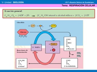 V- Unidad : BIOLOGÍA
Tema: RESPIRACIÓN CELULAR
I.E.P «Nuestra Señora de Guadalupe»
 