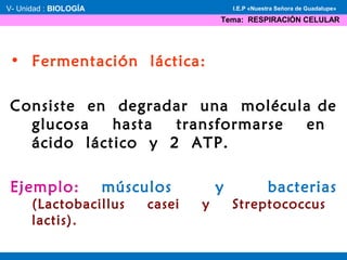 • Fermentación láctica:
Consiste en degradar una molécula de
glucosa hasta transformarse en
ácido láctico y 2 ATP.
Ejemplo: músculos y bacterias
(Lactobacillus casei y Streptococcus
lactis).
V- Unidad : BIOLOGÍA
Tema: RESPIRACIÓN CELULAR
I.E.P «Nuestra Señora de Guadalupe»
 