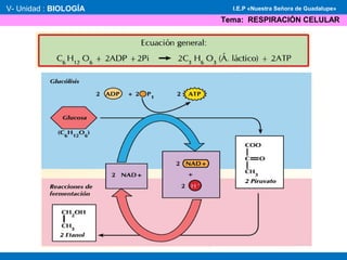 V- Unidad : BIOLOGÍA
Tema: RESPIRACIÓN CELULAR
I.E.P «Nuestra Señora de Guadalupe»
 