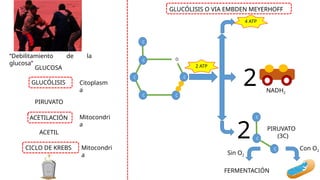 “Debilitamiento de la
glucosa”
GLUCOSA
PIRUVATO
ACETIL
GLUCÓLISIS
ACETILACIÓN
CICLO DE KREBS
Citoplasm
a
Mitocondri
a
Mitocondri
a
GLUCÓLISIS O VIA EMBDEN MEYERHOFF
C
C
C
C C
C
O
2 ATP
4 ATP
NADH2
2
C
C
C
PIRUVATO
(3C)
2 Con O2
Sin O2
FERMENTACIÓN
 