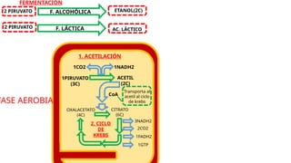 FERMENTACIÓN
2 PIRUVATO
2 PIRUVATO
ETANOL(2C)
AC. LÁCTICO
F. ALCOHÓLICA
F. LÁCTICA
FASE AEROBIA
1PIRUVATO
(3C)
ACETIL
(2C)
1. ACETILACIÓN
1NADH2
1CO2
2. CICLO
DE
KREBS
OXALACETATO
(4C)
CITRATO
(6C)
CoA
Transporta al
acetil al ciclo
de krebs
3NADH2
1FADH2
1GTP
2CO2
 