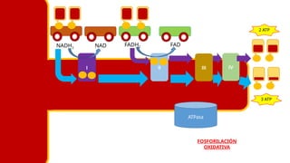 I II III IV
NADH2
FADH2
3 ATP
2 ATP
ATPasa
FOSFORILACIÓN
OXIDATIVA
FAD
NAD
 