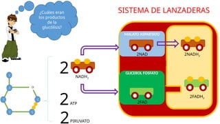 NADH2
2
SISTEMA DE LANZADERAS
MALATO ASPARTATO
GLICEROL FOSFATO
2NADH2
2FAD
C
C
C
C C
C
O
¿Cuáles eran
los productos
de la
glucólisis?
2
2
ATP
PIRUVATO
2NAD
2FADH2
 