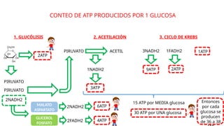 CONTEO DE ATP PRODUCIDOS POR 1 GLUCOSA
1. GLUCÓLISIS
2ATP
PIRUVATO
PIRUVATO
PIRUVATO
2. ACETILACIÓN
ACETIL
2NADH2
1NADH2
3ATP
3. CICLO DE KREBS
1ATP
3NADH2 1FADH2
9ATP 2ATP
MALATO
ASPARTATO
GLICEROL
FOSFATO
2FADH2
2NADH2
15 ATP por MEDIA glucosa
30 ATP por UNA glucosa
6ATP
4ATP
Entonces
por cada
glucosa se
producen
de 36 a 38
 