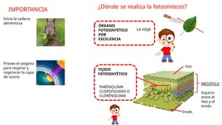 IMPORTANCIA
Inicia la cadena
alimenticia
Provee el oxígeno
para respirar y
regenerar la capa
de ozono
¿Dónde se realiza la fotosíntesis?
ÓRGANO
FOTOSINTÉTICO
POR
EXCELENCIA
LA HOJA
TEJIDO
FOTOSINTÉTICO
PARÉNQUIMA
CLOROFILIANO O
CLORÉNQUIMA
MESÓFILO
Espacio
entre el
Haz y el
envés
Haz
Envés
 