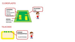 UNIDAD
FOTOSINTÉTICA
CUANTOSOMA
CLOROPLASTO
ESTROMA:
Matriz
acuosa (parte
líquida)
Fase Oscura
TILACOIDE:
Fase
Luminosa
GRANA:
Columna de
tilacoides
TILACOIDE
 