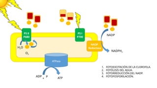 PS II
P680
PS I
P700
ATPasa
ADP P ATP
+
1. FOTOEXCITACIÓN DE LA CLOROFILA.
2. FOTÓLISIS DEL AGUA.
3. FOTORREDUCCIÓN DEL NADP.
4. FOTOFOSFORILACIÓN.
NADP
Reductasa
NADP
NADPH2
H2O
O2
 