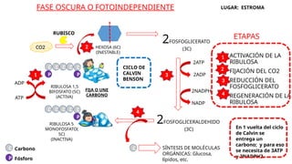 ACTIVACIÓN DE LA
RIBULOSA
FIJACIÓN DEL CO2
REDUCCIÓN DEL
FOSFOGLICERATO
REGENERACIÓN DE LA
RIBULOSA
FASE OSCURA O FOTOINDEPENDIENTE LUGAR: ESTROMA
C C C C C
P
C
P
RIBULOSA 5
MONOFOSFATO(
5C)
(INACTIVA)
C C C C C
P
P
RIBULOSA 1,5
BIFOSFATO (5C)
(ACTIVA)
ATP
ADP
FIJA O UNE
CARBONO
CO2 HEXOSA (6C)
(INESTABLE)
2FOSFOGLICERATO
(3C)
2FOSFOGLICERALDEHIDO
(3C)
2ATP
2ADP
NADP
2NADPH
C
1
2
RUBISCO
3
4
SÍNTESIS DE MOLÉCULAS
ORGÁNICAS: Glucosa,
lípidos, etc.
1
2
3
4
ETAPAS
Carbono
Fósforo
En 1 vuelta del ciclo
de Calvin se
entrega un
carbono; y para eso
se necesita de 3ATP
y 2NADPH2.
CICLO DE
CALVIN
BENSON
 