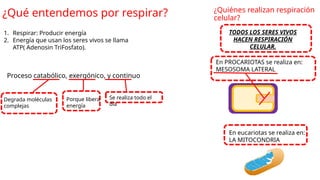 ¿Qué entendemos por respirar?
1. Respirar: Producir energía
2. Energía que usan los seres vivos se llama
ATP( Adenosin TriFosfato).
¿Quiénes realizan respiración
celular?
TODOS LOS SERES VIVOS
HACEN RESPIRACIÓN
CELULAR.
En eucariotas se realiza en:
LA MITOCONDRIA
En PROCARIOTAS se realiza en:
MESOSOMA LATERAL
Proceso catabólico, exergónico, y continuo
Degrada moléculas
complejas
Porque libera
energía
Se realiza todo el
día
 