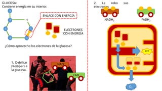 C
C
C
C C
C
O
ENLACE CON ENERGÍA
GLUCOSA:
Contiene energía en su interior.
2. Le robo sus
electrones
¿Cómo aprovecho los electrones de la glucosa?
NAD
FAD
NADH2 FADH2
ATP
ELECTRONES
CON ENERGÍA
1. Debilitar
(Romper) a
la glucosa.
O2
 