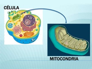 CÉLULA
MITOCONDRIA
 