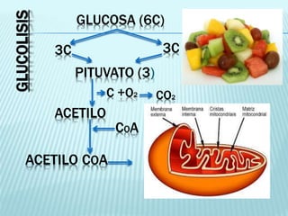 GLUCOSA (6C)
PITUVATO (3)
3C 3C
C +O2
ACETILO
COA
ACETILO COA
CO2
GLUCOLISIS
 