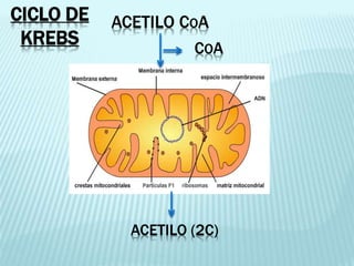 ACETILO COA
COA
ACETILO (2C)
CICLO DE
KREBS
 