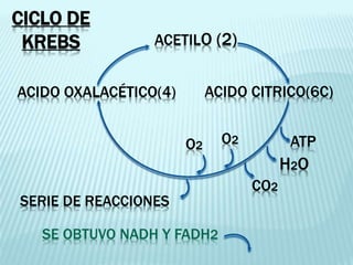 ACIDO CITRICO(6C)
ATP
ACIDO OXALACÉTICO(4)
SERIE DE REACCIONES
ACETILO (2)
O2
H2O
O2
CO2
SE OBTUVO NADH Y FADH2
CICLO DE
KREBS
 