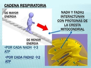 DE MENOR
ENERGIA
NADH Y FADH2
INTERACTUNAN
CON PROTEINAS DE
LA CRESTA
MITOCONDRIAL
•POR CADA NADH 3
ATP
•POR CADA FADH2 2
ATP
DE MAYOR
ENERGIA
CADENA RESPIRATORIA
 
