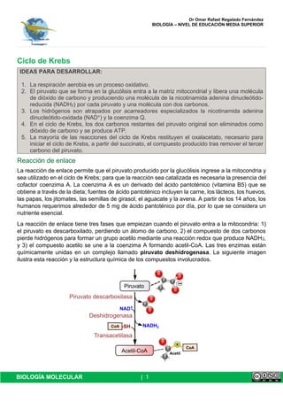 Dr Omar Rafael Regalado Fernández
BIOLOGÍA – NIVEL DE EDUCACIÓN MEDIA SUPERIOR
BIOLOGÍA MOLECULAR | 1
Ciclo de Krebs
IDEAS PARA DESARROLLAR:
1. La respiración aerobia es un proceso oxidativo.
2. El piruvato que se forma en la glucólisis entra a la matriz mitocondrial y libera una molécula
de dióxido de carbono y produciendo una molécula de la nicotinamida adenina dinucleótido-
reducida (NADH2) por cada piruvato y una molécula con dos carbonos.
3. Los hidrógenos son atrapados por acarreadores especializados la nicotinamida adenina
dinucleótido-oxidada (NAD+) y la coenzima Q.
4. En el ciclo de Krebs, los dos carbonos restantes del piruvato original son eliminados como
dióxido de carbono y se produce ATP.
5. La mayoría de las reacciones del ciclo de Krebs restituyen el oxalacetato, necesario para
iniciar el ciclo de Krebs, a partir del succinato, el compuesto producido tras remover el tercer
carbono del piruvato.
Reacción de enlace
La reacción de enlace permite que el piruvato producido por la glucólisis ingrese a la mitocondria y
sea utilizado en el ciclo de Krebs; para que la reacción sea catalizada es necesaria la presencia del
cofactor coenzima A. La coenzima A es un derivado del ácido pantoténico (vitamina B5) que se
obtiene a través de la dieta; fuentes de ácido pantoténico incluyen la carne, los lácteos, los huevos,
las papas, los jitomates, las semillas de girasol, el aguacate y la avena. A partir de los 14 años, los
humanos requerimos alrededor de 5 mg de ácido pantoténico por día, por lo que se considera un
nutriente esencial.
La reacción de enlace tiene tres fases que empiezan cuando el piruvato entra a la mitocondria: 1)
el piruvato es descarboxilado, perdiendo un átomo de carbono, 2) el compuesto de dos carbonos
pierde hidrógenos para formar un grupo acetilo mediante una reacción redox que produce NADH2,
y 3) el compuesto acetilo se une a la coenzima A formando acetil-CoA. Las tres enzimas están
químicamente unidas en un complejo llamado piruvato deshidrogenasa. La siguiente imagen
ilustra esta reacción y la estructura química de los compuestos involucrados.
 