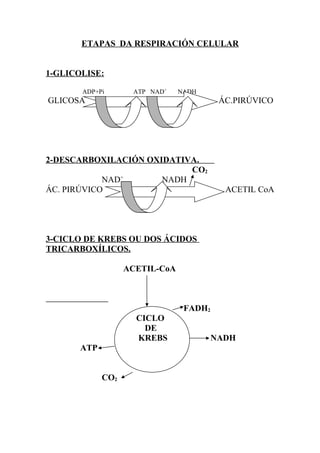 ETAPAS DA RESPIRACIÓN CELULAR
1-GLICOLISE:
ADP+Pi ATP NAD+
NADH
GLICOSA ÁC.PIRÚVICO
2-DESCARBOXILACIÓN OXIDATIVA.
CO2
NAD+
NADH
ÁC. PIRÚVICO ACETIL CoA
3-CICLO DE KREBS OU DOS ÁCIDOS
TRICARBOXÍLICOS.
ACETIL-CoA
FADH2
CICLO
DE
KREBS NADH
ATP
CO2
 
