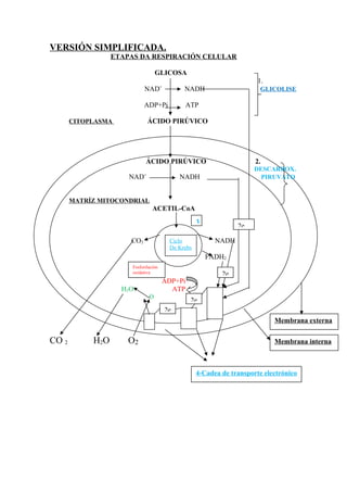 VERSIÓN SIMPLIFICADA.
ETAPAS DA RESPIRACIÓN CELULAR
GLICOSA
1.
NAD+
NADH GLICOLISE
ADP+Pi ATP
CITOPLASMA ÁCIDO PIRÚVICO
ÁCIDO PIRÚVICO 2.
DESCARBOX.
NAD+
NADH PIRUVATO
MATRÍZ MITOCONDRIAL
ACETIL-CoA
CC
CO2 NADH
FADH2
ADP+Pi
H2O ATP
O
CO 2 H2O O2
2e
2e
Ciclo
De Krebs
Fosforilación
oxidativa
4-Cadea de transporte electrónico
2e
Membrana interna
Membrana externa
2e
3
 