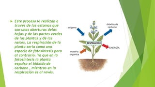  Este proceso lo realizan a
través de las estomas que
son unas aberturas delas
hojas y de las partes verdes
de las plantas y de las
raíces. La respiración de la
planta seria como una
especie de fotosíntesis pero
al contrario. Ya que en la
fotosíntesis la planta
expulsa el bióxido de
carbono , mientras en la
respiración es al revés.
 