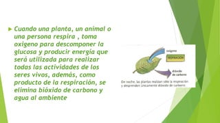  Cuando una planta, un animal o
una persona respira , toma
oxigeno para descomponer la
glucosa y producir energía que
será utilizada para realizar
todas las actividades de los
seres vivos, además, como
producto de la respiración, se
elimina bióxido de carbono y
agua al ambiente
 