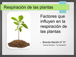 Respiración de las plantas
Factores que
influyen en la
respiración de
las plantas
● Brenda Mardini 8 ''A''
Innova Schools: ‘‘La Campiña’’
 