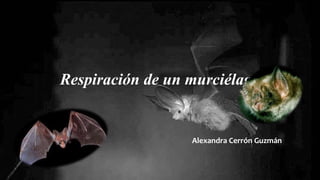 Respiración de un murciélago
Alexandra Cerrón Guzmán
 