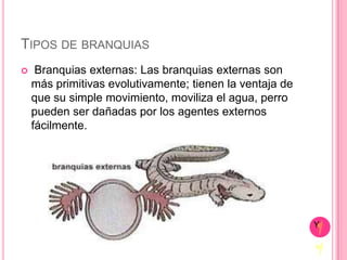 TIPOS DE BRANQUIAS
    Branquias externas: Las branquias externas son
    más primitivas evolutivamente; tienen la ventaja de
    que su simple movimiento, moviliza el agua, perro
    pueden ser dañadas por los agentes externos
    fácilmente.




                                                          Y
 