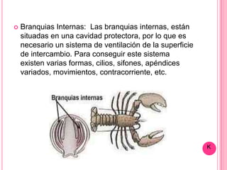    Branquias Internas: Las branquias internas, están
    situadas en una cavidad protectora, por lo que es
    necesario un sistema de ventilación de la superficie
    de intercambio. Para conseguir este sistema
    existen varias formas, cilios, sifones, apéndices
    variados, movimientos, contracorriente, etc.




                                                           K
 