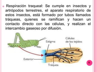     Respiración traqueal: Se cumple en insectos y
    artrópodos terrestres, el aparato respiratorio de
    estos insectos, está formado por tubos llamados
    tráqueas, quienes se ramifican y hacen un
    contacto directo con las células, y realizan el
    intercambio gaseoso por difusión.
 